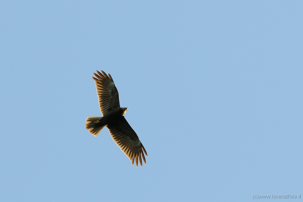 72867 Circus aeruginosus (Falco di palude, femmina).jpg